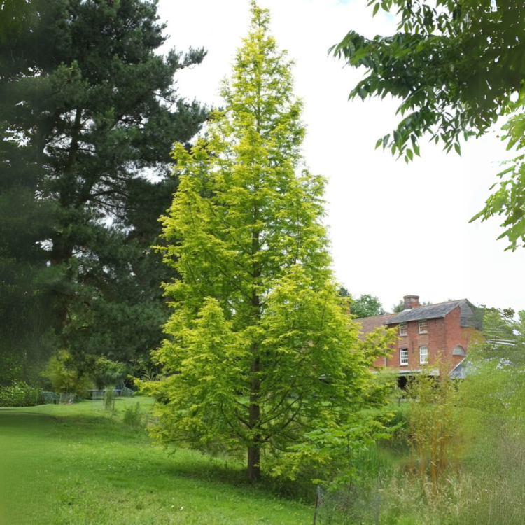 Metasekvoja čínska (Metasequoia glyptostroboides) - výška 350-370 cm, obvod kmeňa 10/12 cm, kont. C30L - NA KMIENKU